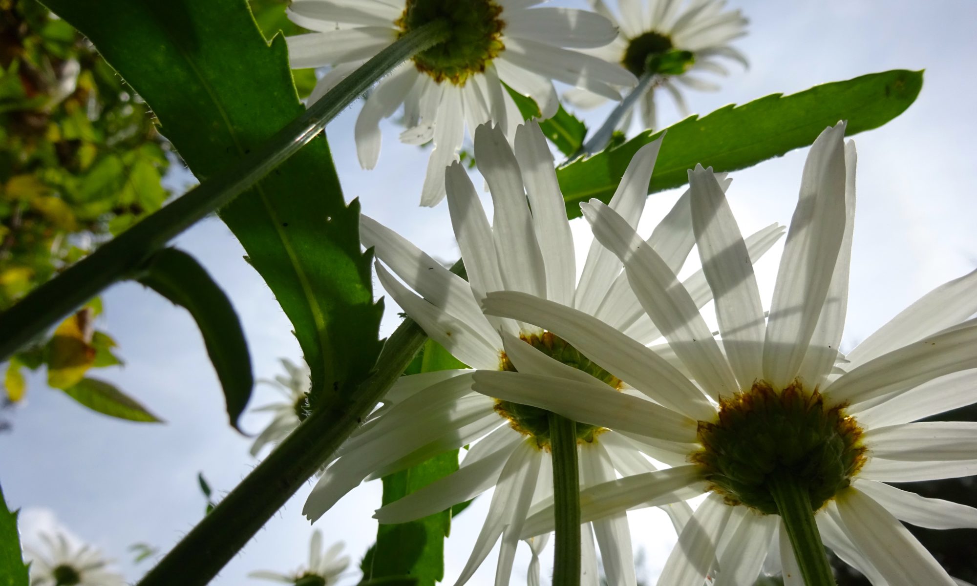 La Reine des Fleurs